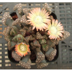 T.H.S SB1342 - Plant